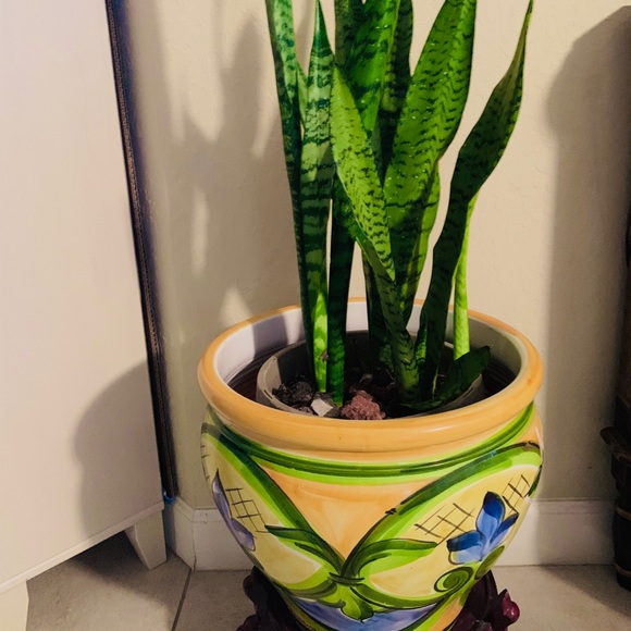 Plant Air purifier mother-in-law tongue snake - Picture 5 of 9